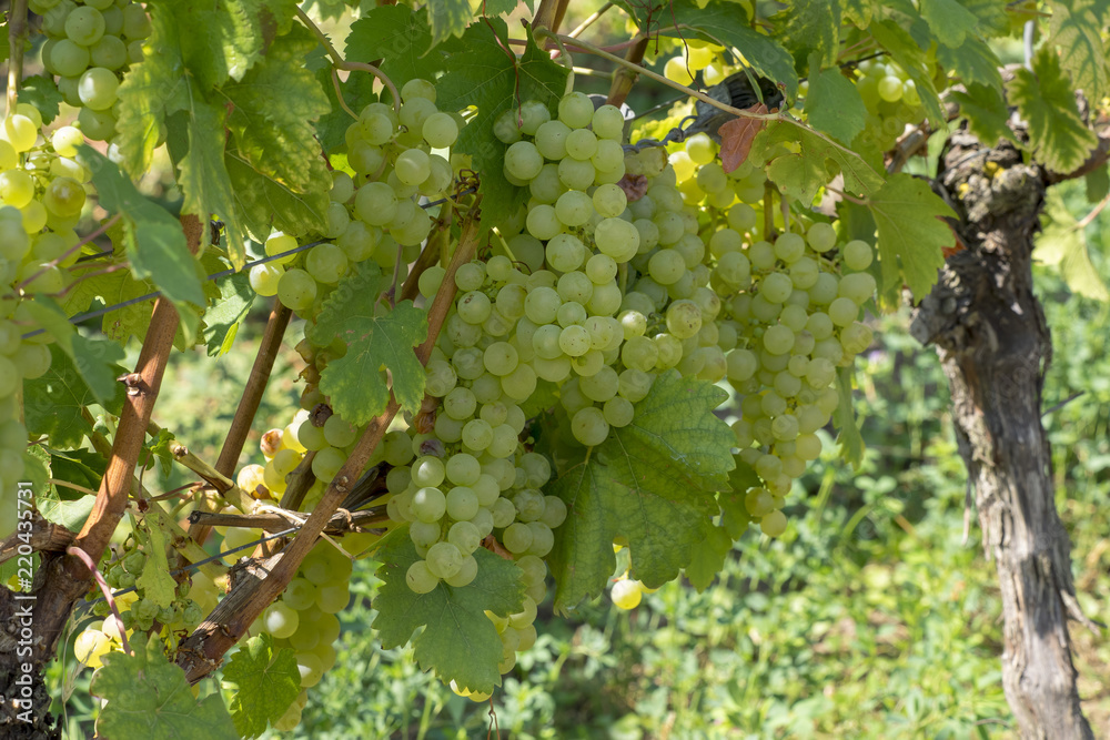 Cépages du Markgräflerland dans le sud de l'Allemagne. Pieds de vignes et grappes de raisin du terroir des collines de Tullingen Cépages du Markgräflerland dans le sud de l'Allemagne. Pieds de vignes et grappes de raisin du terroir des collines de Tullingen