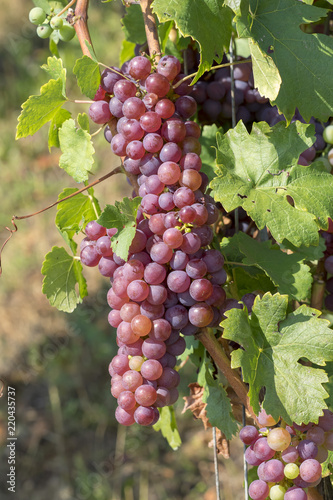 Wallpaper Mural Cépages du Markgräflerland dans le sud de l'Allemagne. Pieds de vignes et grappes de raisin du terroir des collines de Tullingen Torontodigital.ca
