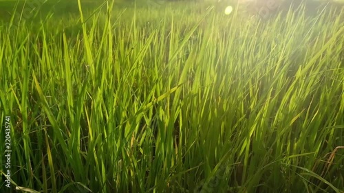 Rice fields and sunlight in country of Thailand 