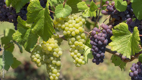 Cépages du Markgräflerland dans le sud de l'Allemagne. Pieds de vignes et grappes de raisin du terroir des collines de Tullingen