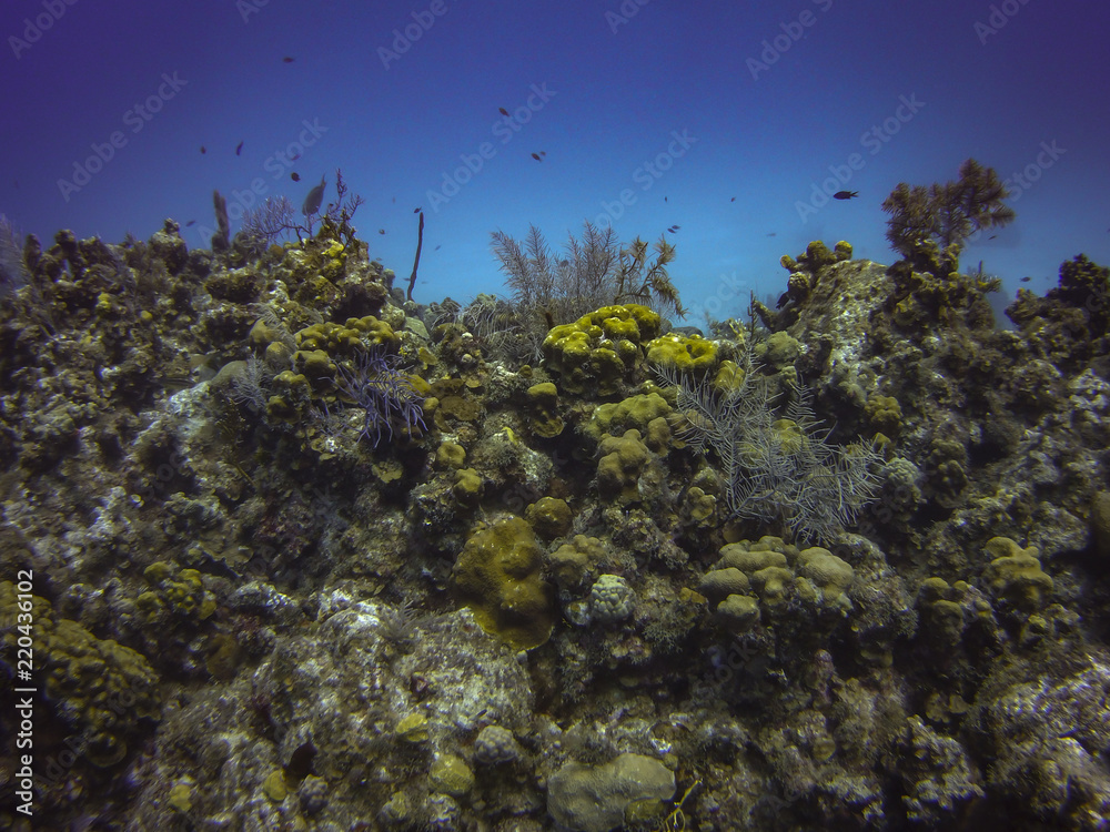 Coral Reef
