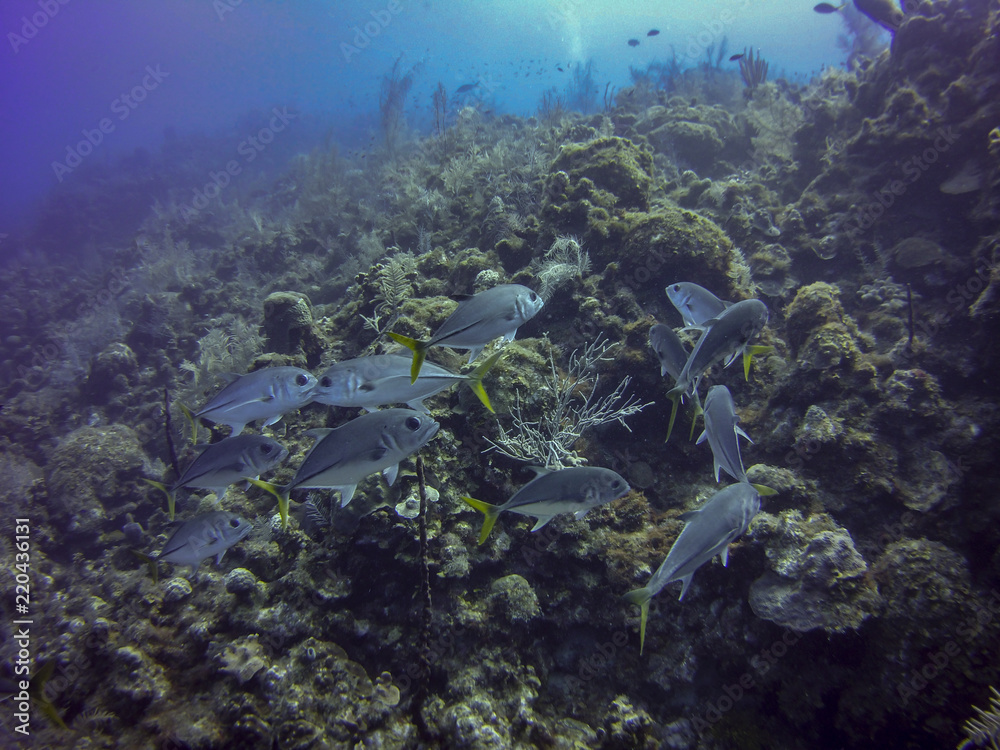 School of Fish at the Wall