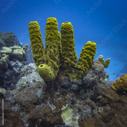 Sponge on the Reef
