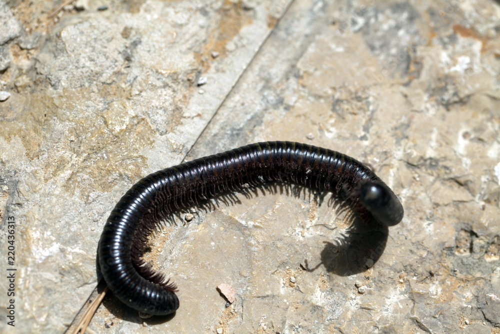 Black caterpillar skolopendra on a stone floor in Israel Black caterpillar skolopendra on a stone floor in Israel