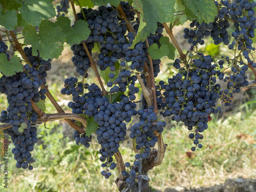 Cépages du Markgräflerland dans le sud de l'Allemagne. Pieds de vignes et grappes de raisin du terroir des collines de Tullingen