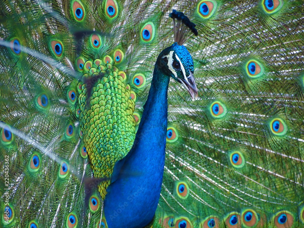 Fototapeta premium Beautiful blue Indian peacock