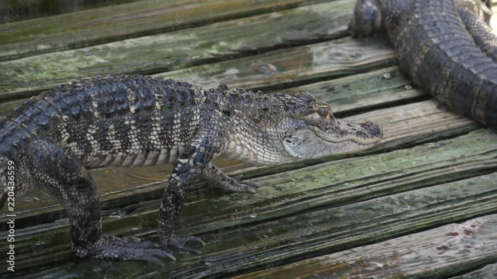 Alligator slowly walks across the platform. Drops drip near the young ...
