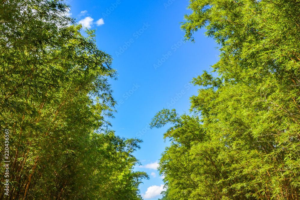 Sky Brazil Green Sky Brazil Green