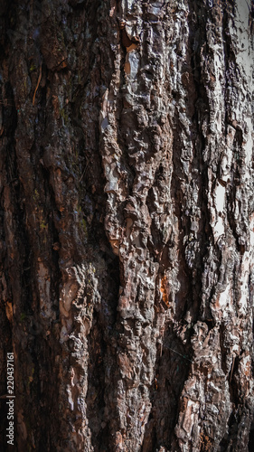 bark of tree background © Sebastiaan