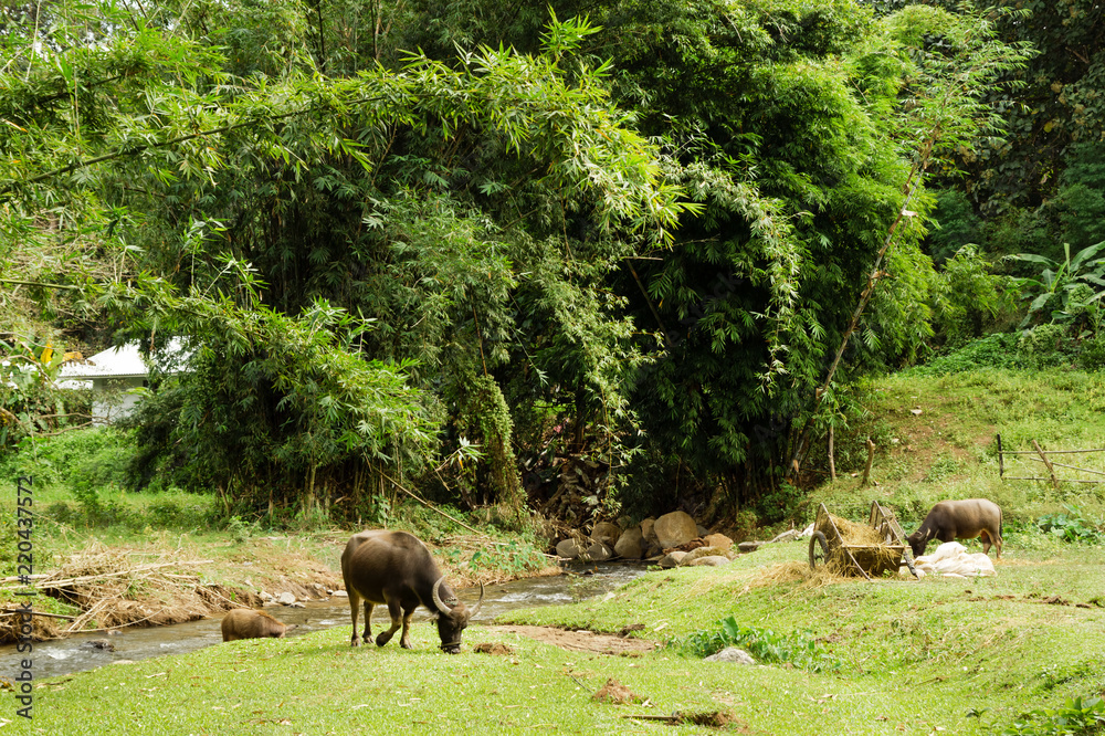 Rural landscape with buffaloes on a grass near to mountain river and bamboo forest. Chiang Dao, Thailand. Rural landscape with buffaloes on a grass near to mountain river and bamboo forest. Chiang Dao, Thailand.