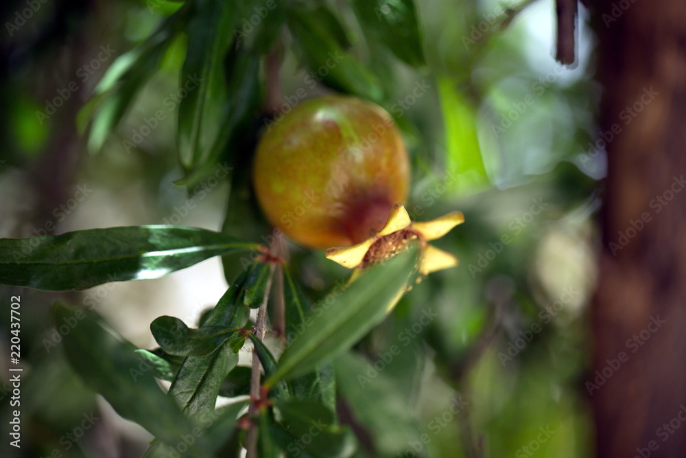 a blooming pomegranate tree. Fruits of immature pomegranates closeup