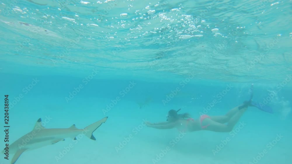 custom made wallpaper toronto digitalUNDERWATER: Carefree girl snorkels calmly in a shark infested emerald ocean. Friendly blacktip shark swims past young woman snorkeling in the exotic emerald sea during her awesome summer holiday.