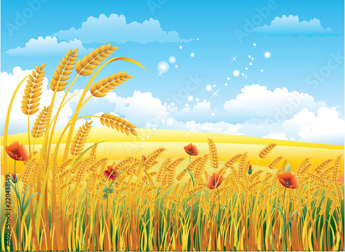 Summer rural landscape. Wheat field