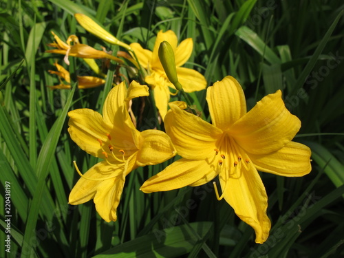 Yellow lillies