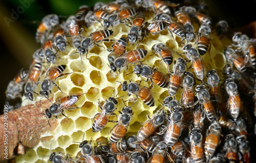 Group of honeybee working team