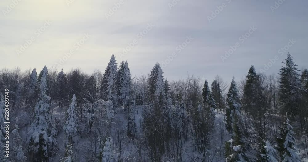 Aerial view: Beautiful winter forest, in the snow coniferous trees, flies between the trees Aerial view: Beautiful winter forest, in the snow coniferous trees, flies between the trees
