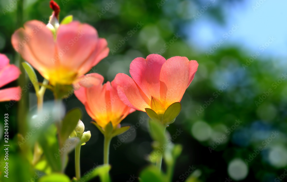 The Portulaca or rosemoss flower blooming The Portulaca or rosemoss flower blooming