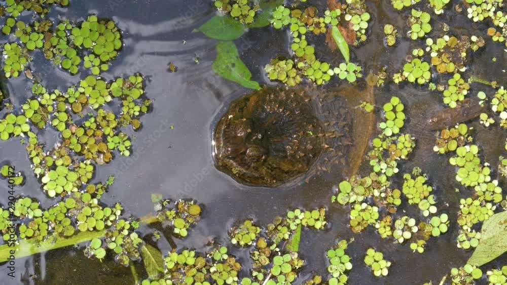 Snapping Turtle in swamp of Florida jungle. Snapping Turtle (Chelydra ...