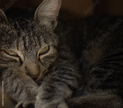 gato meditacion photo
