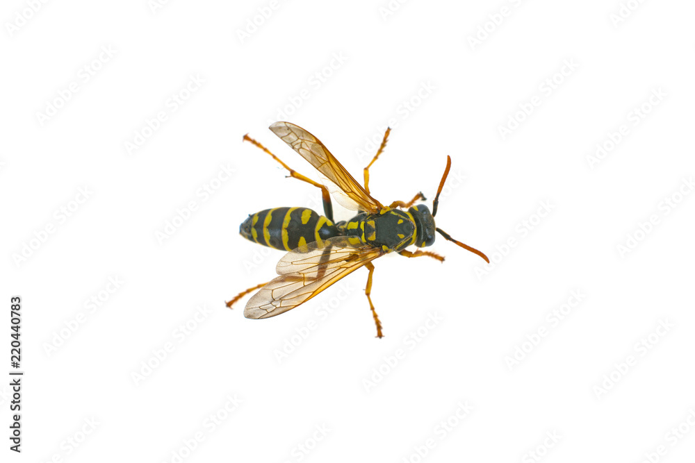 wasp isolated on white background wasp isolated on white background