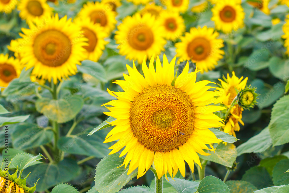 large bright yellow sunflowers in the field