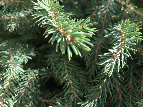 pine branches macro view
