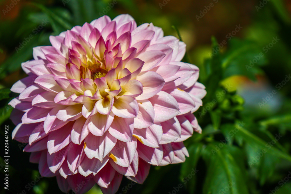 Obraz premium ピンクのダリア