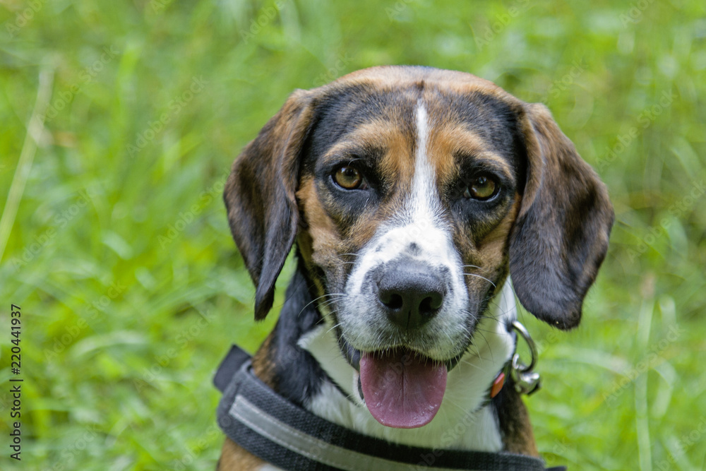 Portrait eines Beagles