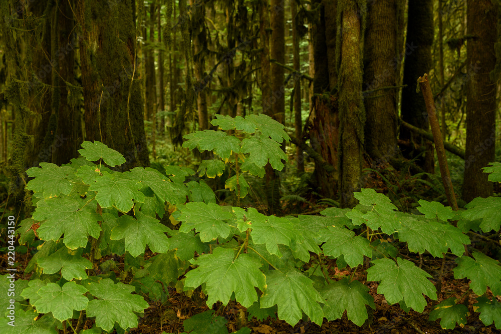 Lush vegetation and thick underbrush in the dark rainforest at the Golden Ears Provincial Park