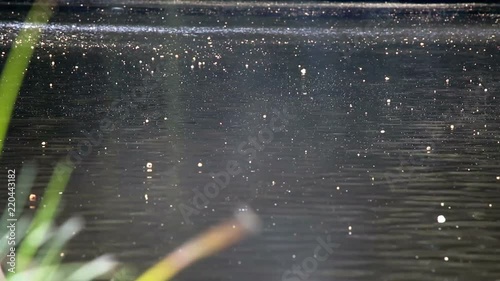 breeze ripples across a clean dark lake in the forest