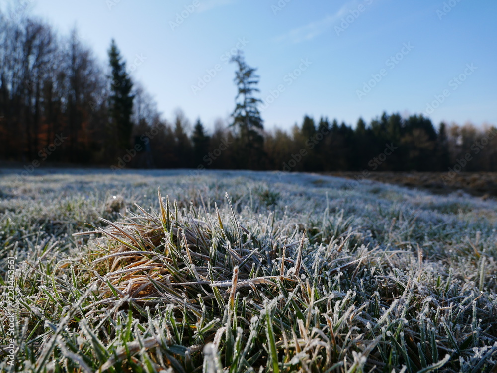 Fototapeta premium First morning frost on the grass of a meadow