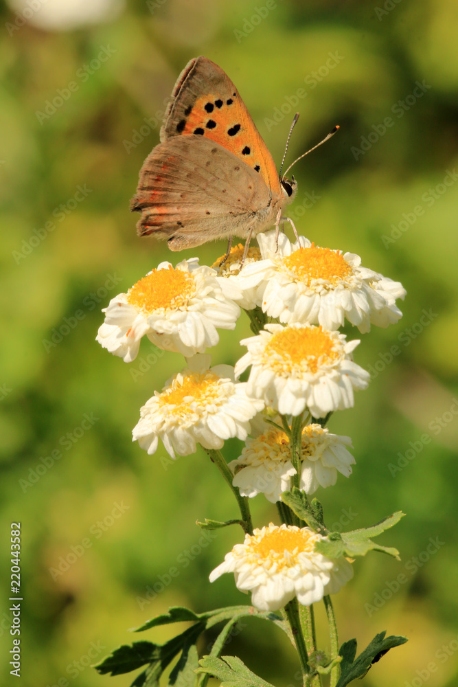 Obraz premium Kleiner Feuerfalter