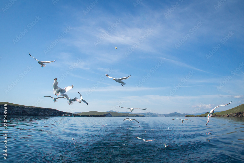 Seagulls flying after the boat in the lake Baikal