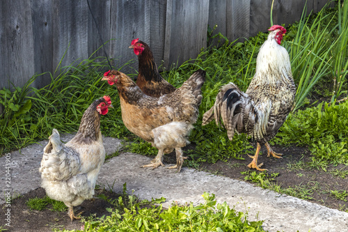 Poultry, chickens and rooster walk in the street in summer