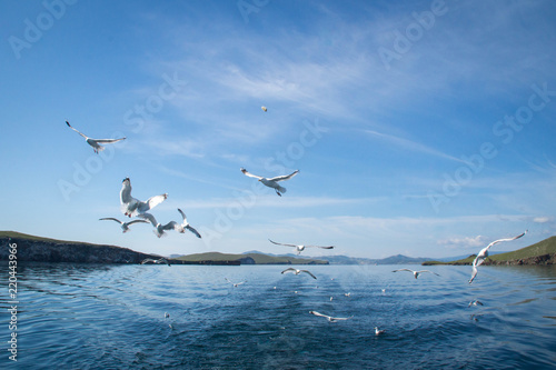 Seagulls flying after the boat in the lake Baikal
