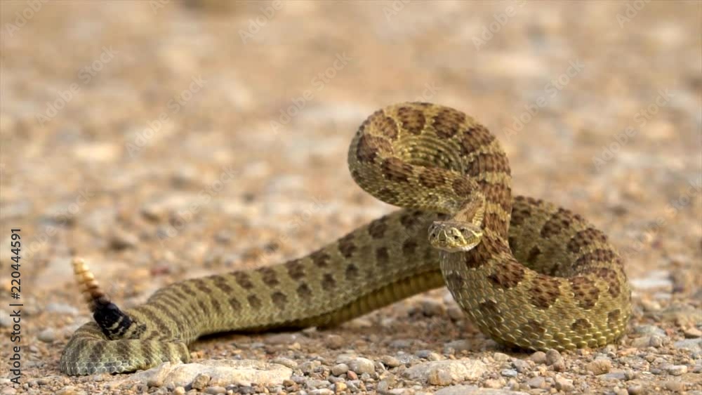 Closeup of rattlesnake ready to strike Closeup of rattlesnake ready to strike