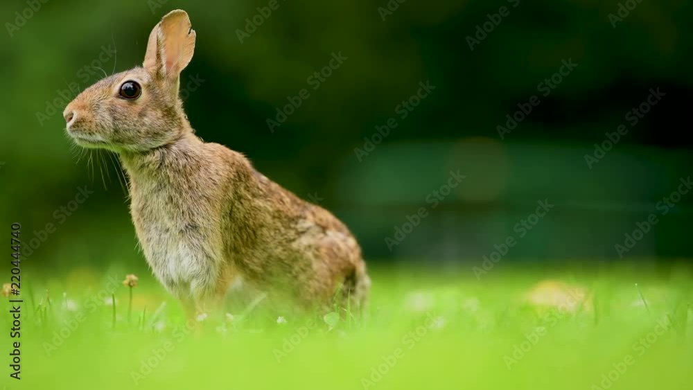 Eastern cottontail rabbit (Sylvilagus floridanus) in the open grassy field in British Columbia, Canada