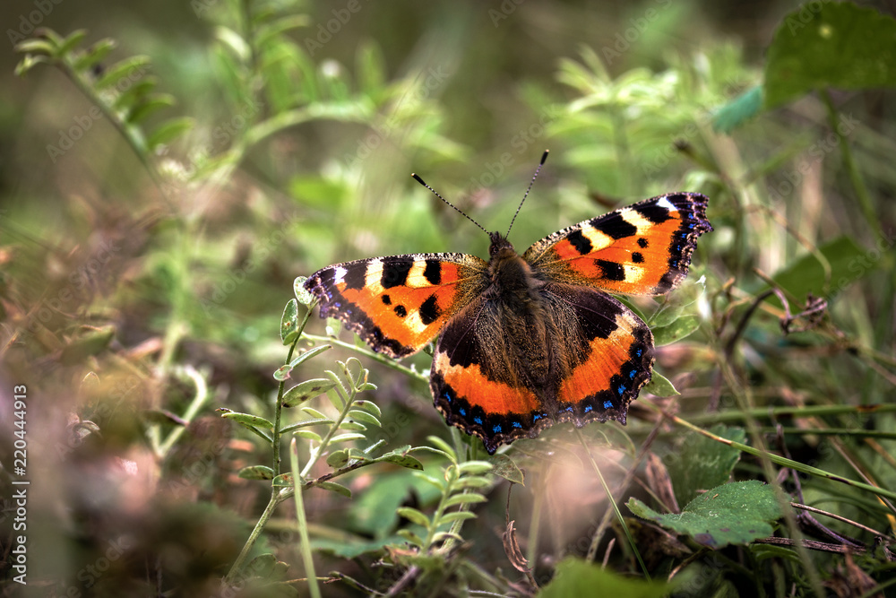 butterfly sits on a flower