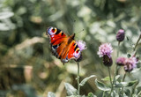 butterfly sits on a flower
