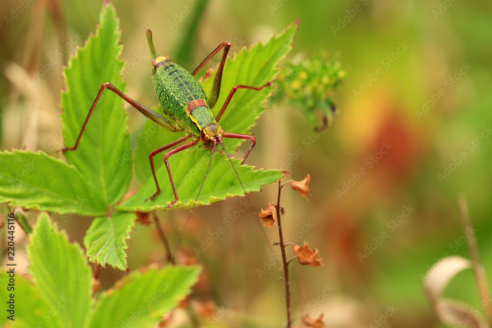 Fototapeta premium Laubholz-Säbelschrecke