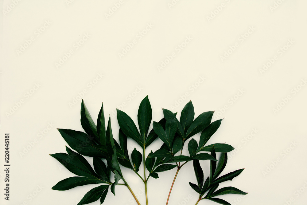 leaves against a light (cream) background.Copy space.