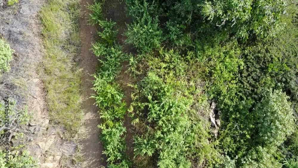 Overhead aerial shot of joggers on a trail. Overhead aerial shot of joggers on a trail.