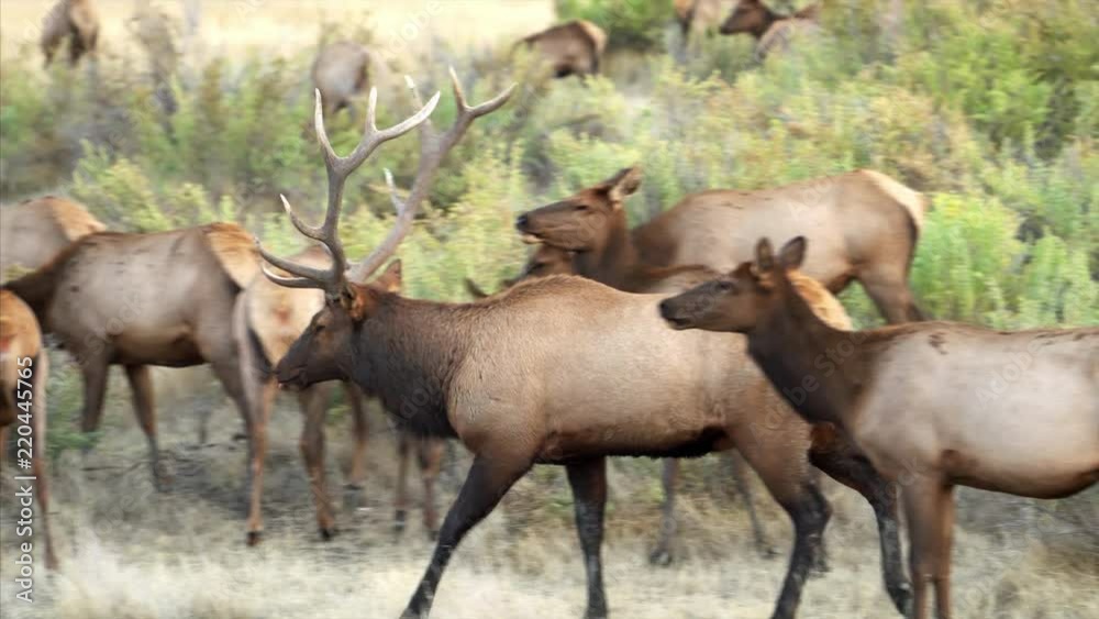 Close up of large elk herd in Montana