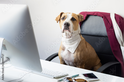 Cute dog sits in office chair at a modern working place. Going to work with pets concept: staffordshire terrier puppy in front of a desktop computer © Photoboyko