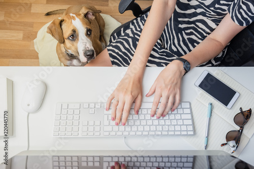 Going to work with pets concept: woman working at desktop computer with dog next to her. Top view of business woman at office desk and a staffordshire terrier puppy in her feet © Photoboyko