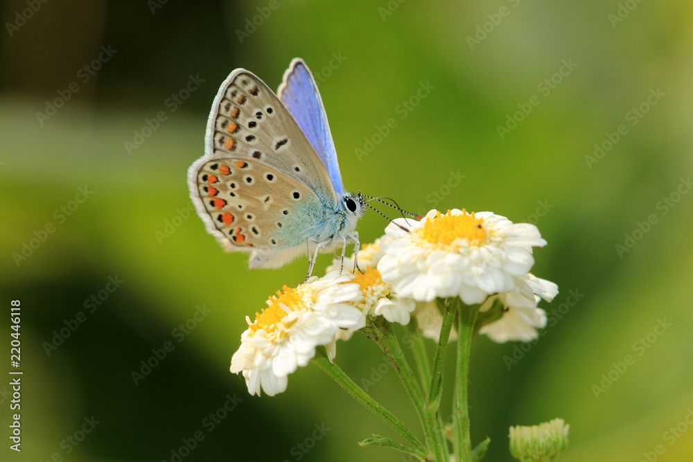 Fototapeta premium Cietrzew
