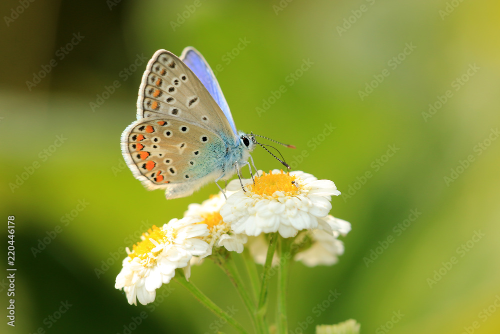 Obraz premium Hauhechel-Bläuling