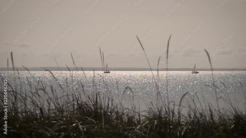 Silent scene with Sailboats on the coast, by the sea. In the foreground grasses in the wind in the evening sun Silent scene with Sailboats on the coast, by the sea. In the foreground grasses in the wind in the evening sun