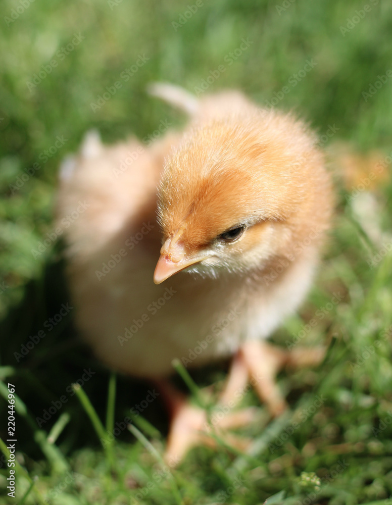 Baby Chick Playing in the Grass During Spring