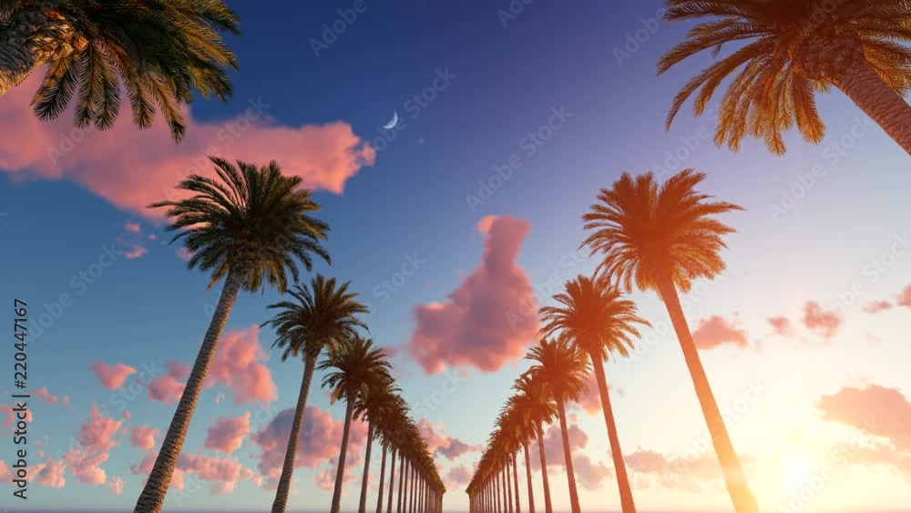 Driving through the palm trees 